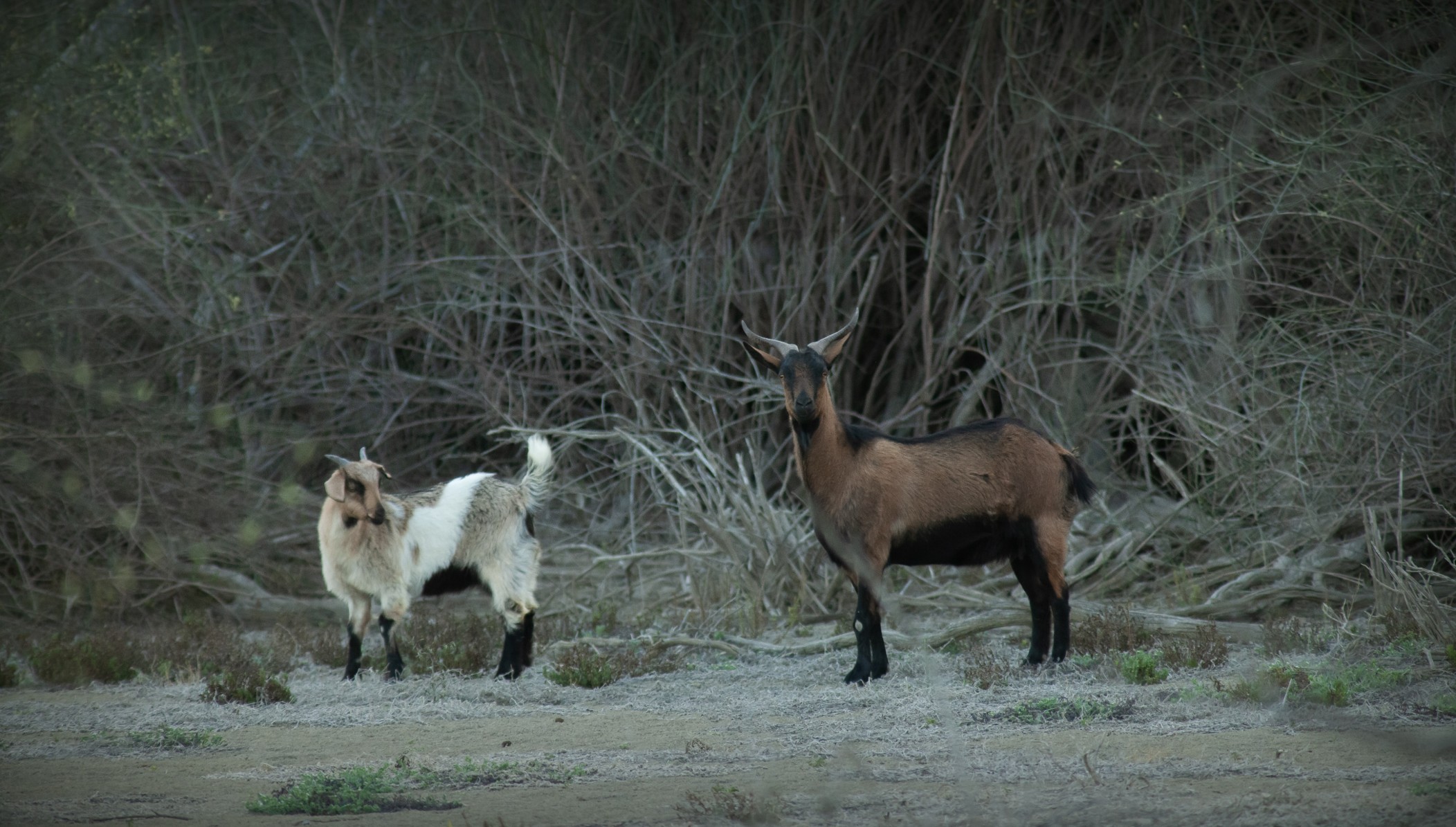 Goats in a pastoral landscape