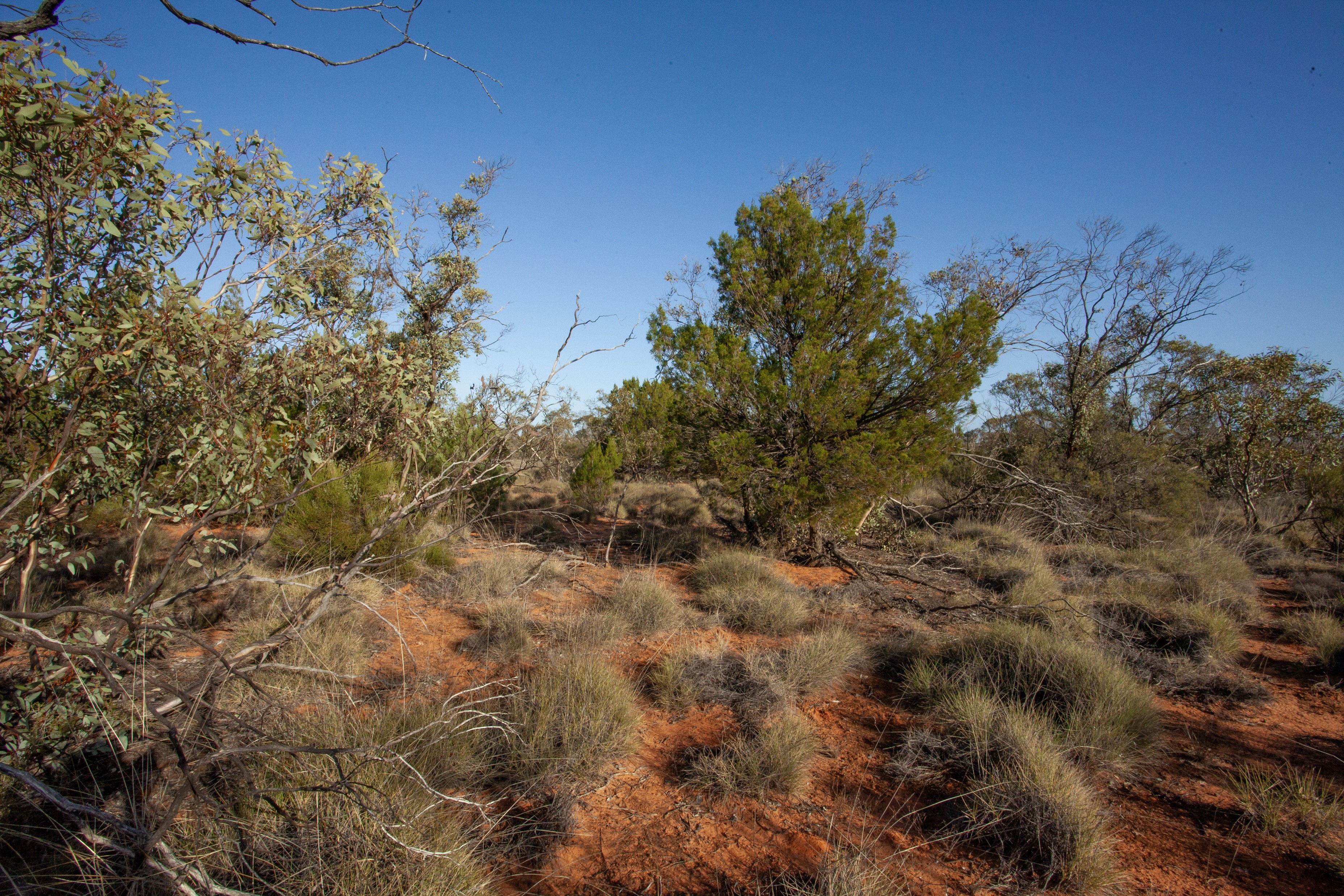 Mallee vegetation condition-state map