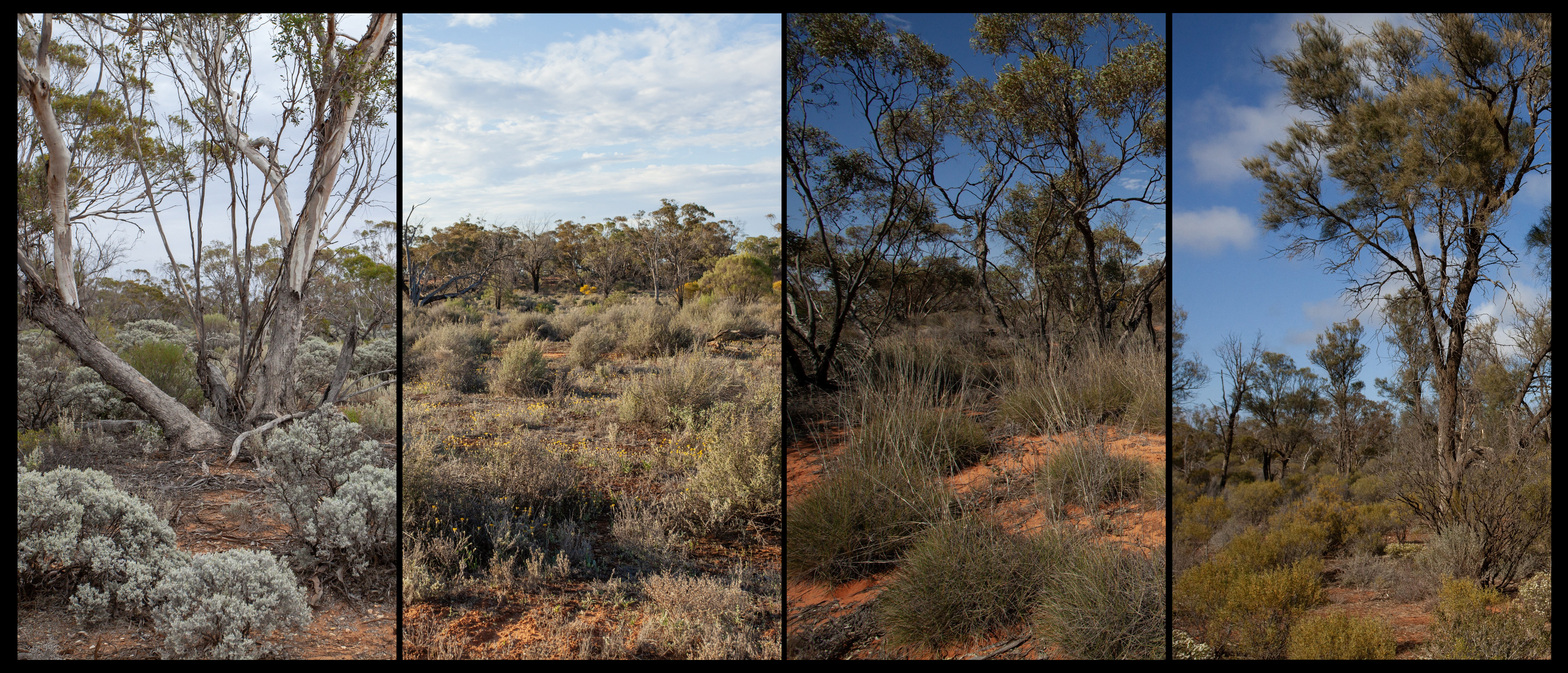 Mallee vegetation-type map