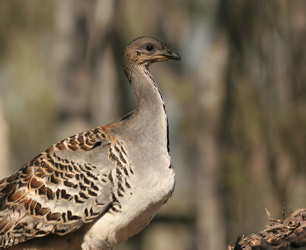 Mallee habitat suitability mapping